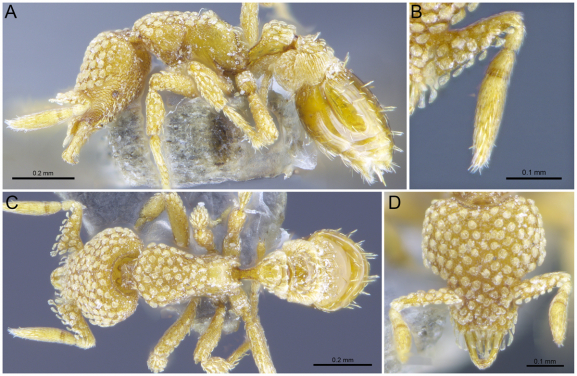 Profile (top left), antennal (top right), dorsal (bottom left) and head (bottom right) views of Strumigenys lantaui, one of the three new ant species described from Hong Kong for the first time. (photo credit：The University of Hong Kong)